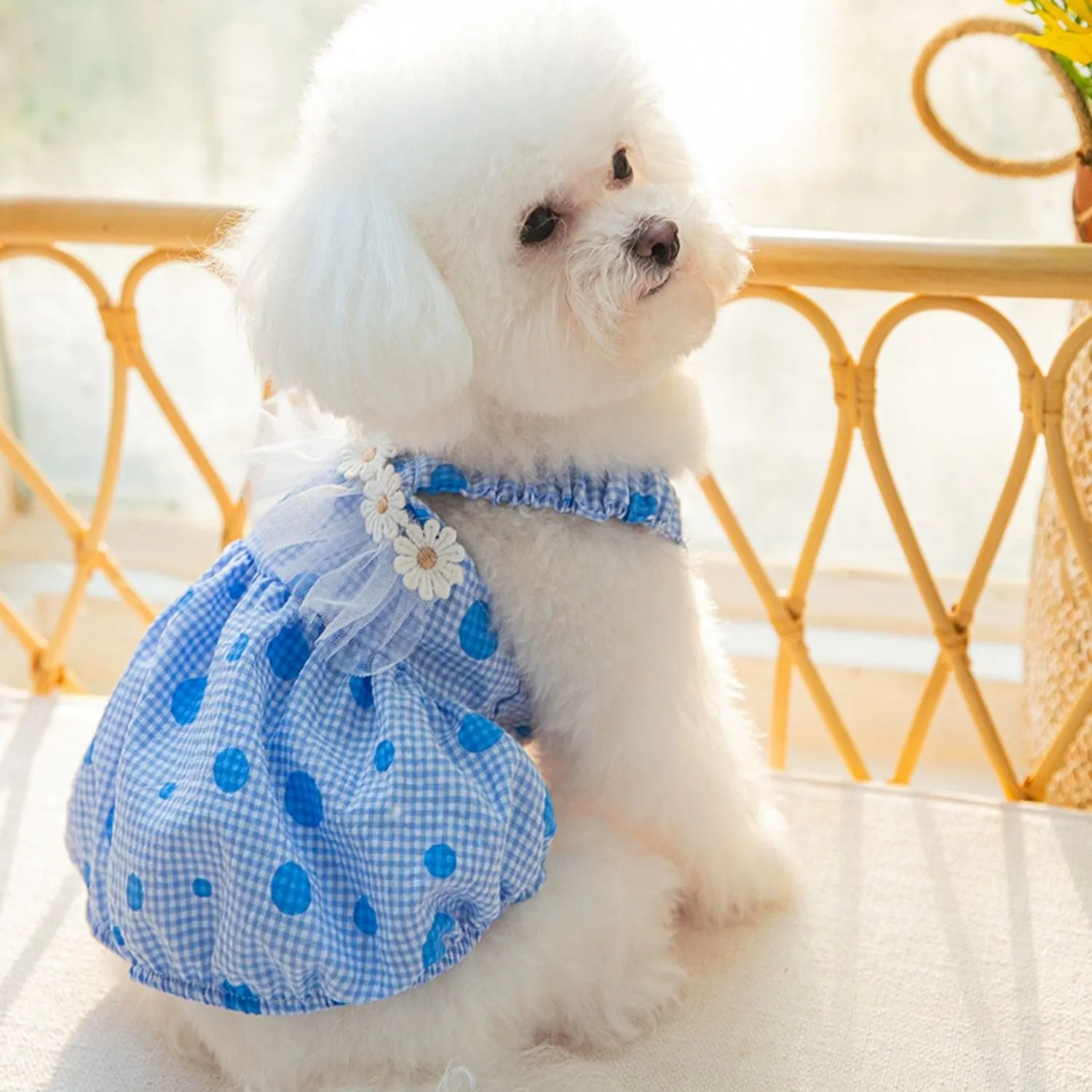 Daisy Laced Polka Dot Pet Dress