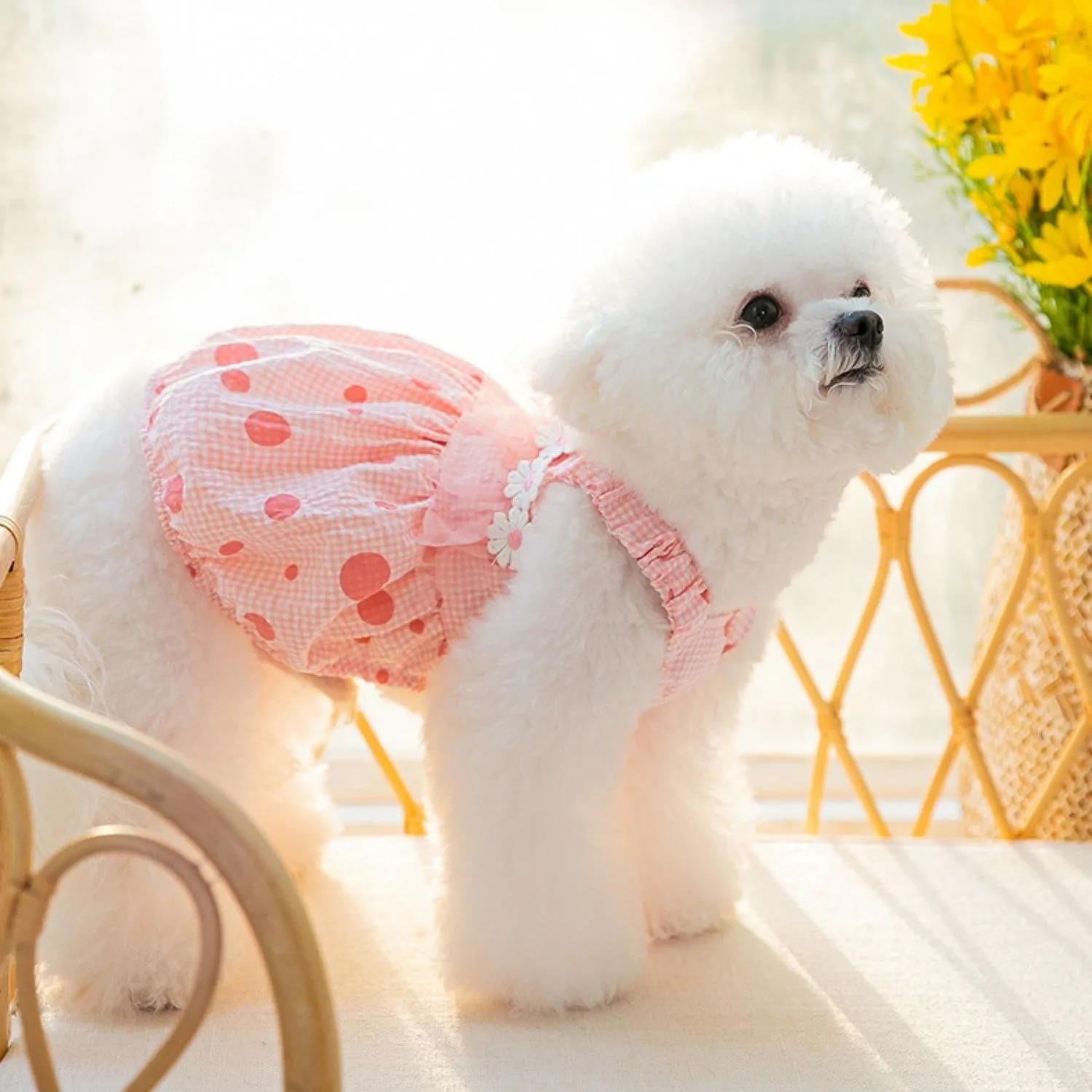 Daisy Laced Polka Dot Pet Dress