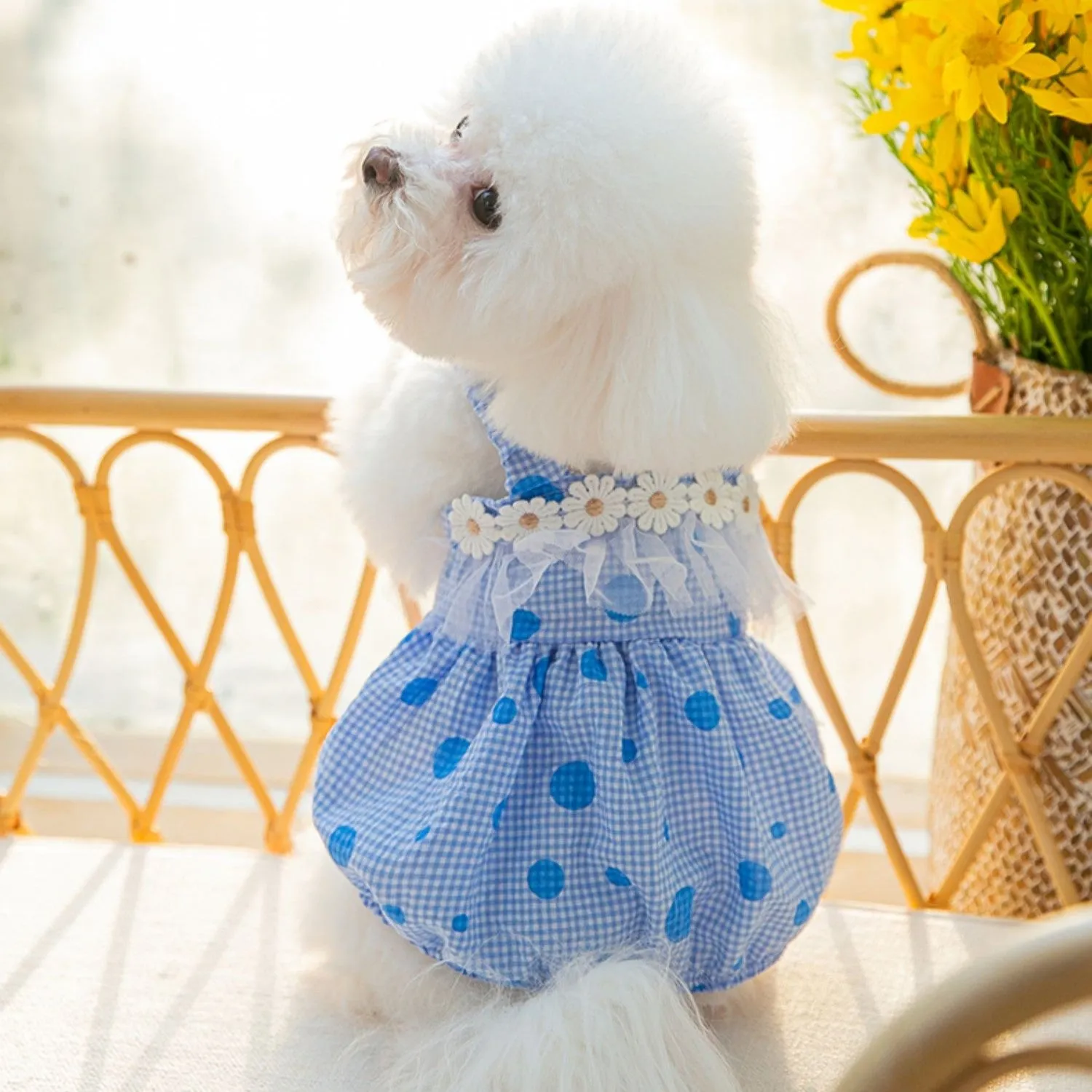 Daisy Laced Polka Dot Pet Dress