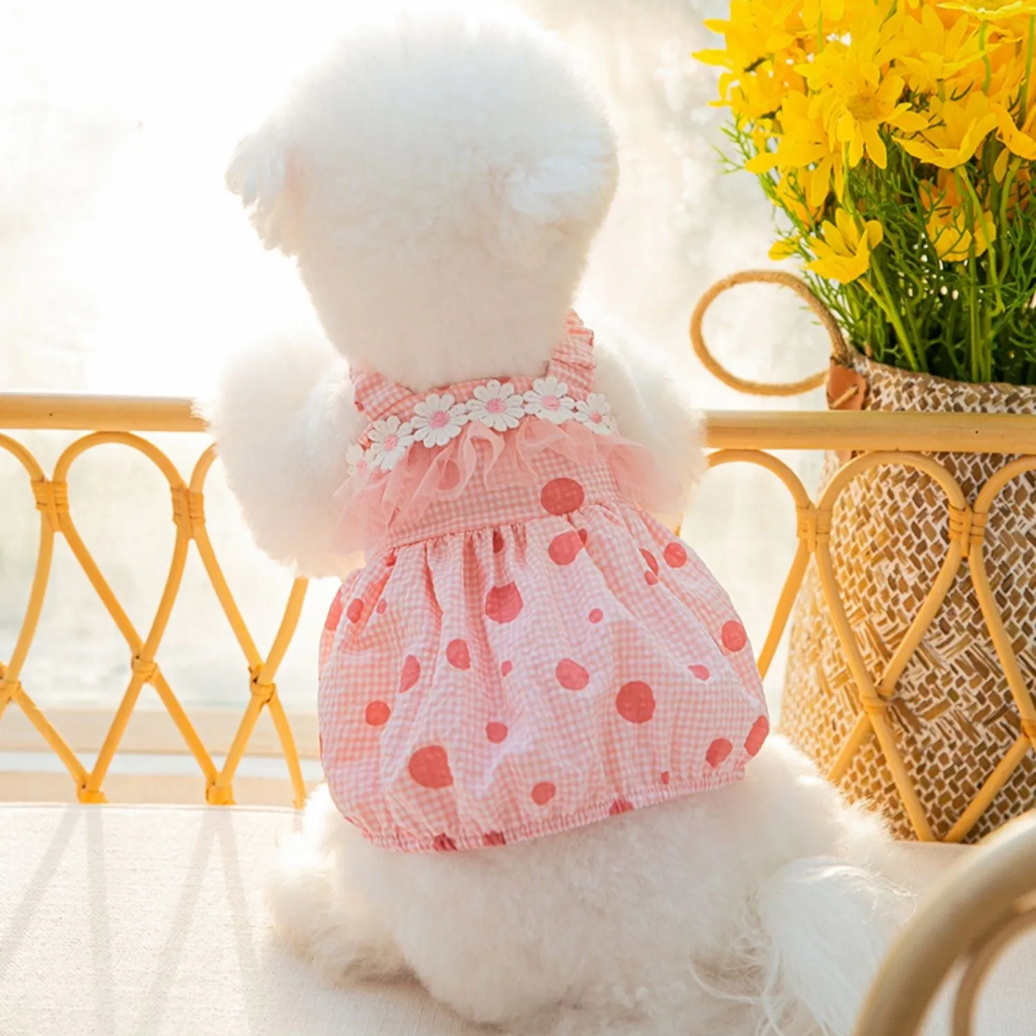 Daisy Laced Polka Dot Pet Dress